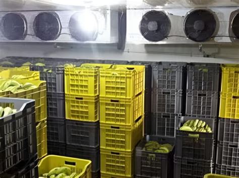 Fotos de cámaras de maduración de plátanos y almacenamiento de aguacates