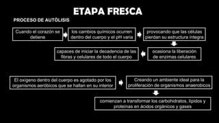 Infografía explicativa del proceso de autólisis y sus etapas