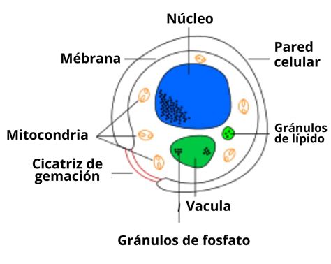 Comparativa visual de dos masas: una con autólisis y otra sin ella, mostrando la diferencia en elasticidad