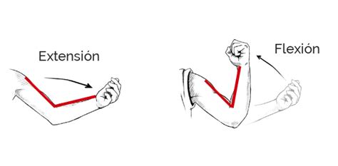 Esquema de articulación mostrando flexión y extensión