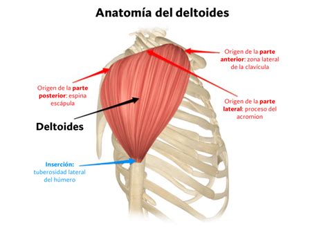 Diagrama muscular mostrando el pectoral, tríceps y deltoides activados en una flexión