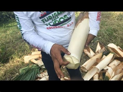 Campo de palmeras de donde se extrae el palmito