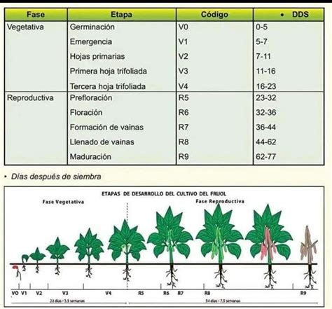 Esquema de las condiciones climáticas ideales para el cultivo de brócoli, mostrando rangos de temperatura óptimos y tolerancia a heladas