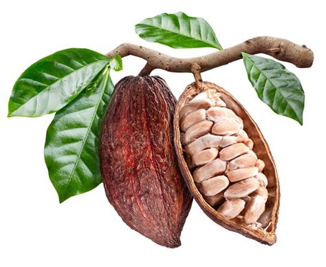 Imagen de una vaina de cacao abierta con granos frescos en su interior