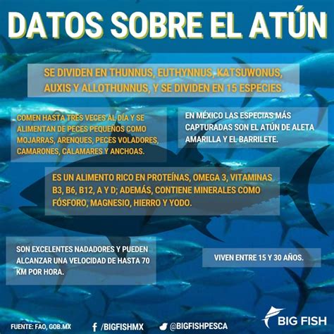infografía sobre los principales nutrientes del atún y sus beneficios