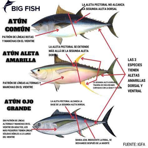 comparativa de diferentes tipos de atún (listado, aleta amarilla, albacora)