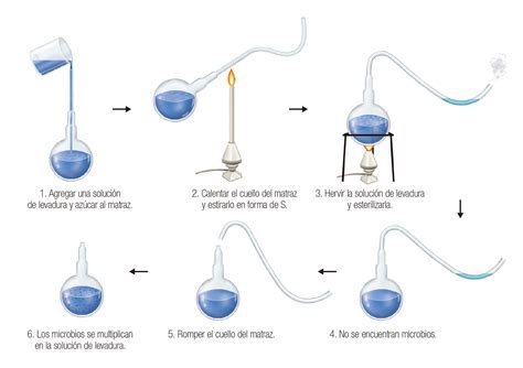 Representación esquemática del experimento del matraz de cuello de cisne de Pasteur