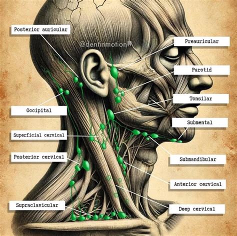 Esquema anatómico de la ubicación de los ganglios linfáticos, glándulas salivales y cartílagos laríngeos en el cuello