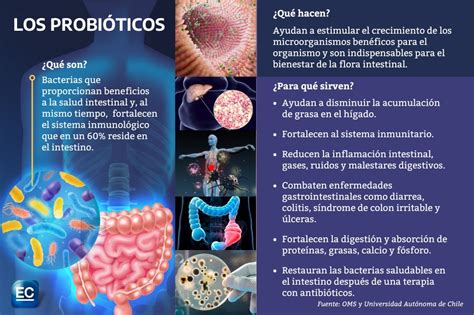 Ilustración mostrando el sistema digestivo y destacando los beneficios de los probióticos para la microbiota intestinal.