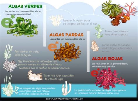 Infografía comparativa de los perfiles nutricionales de diferentes tipos de algas marinas.
