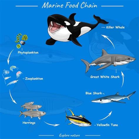 Diagrama que ilustra la cadena alimentaria marina, destacando el papel del fitoplancton (microalgas) como base y la acumulación de toxinas en mariscos.