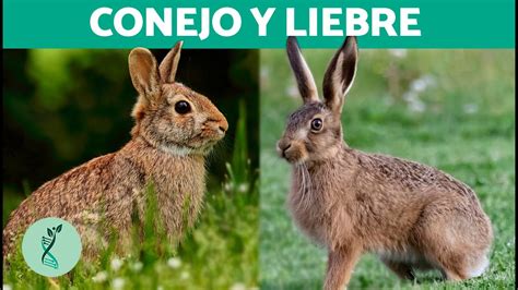 Foto comparativa de liebre y conejo