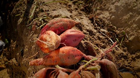 Campo de batatas o boniatos cultivándose