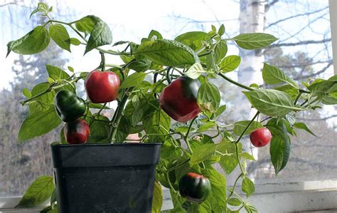 Planta de rocoto en maceta con estructura de soporte