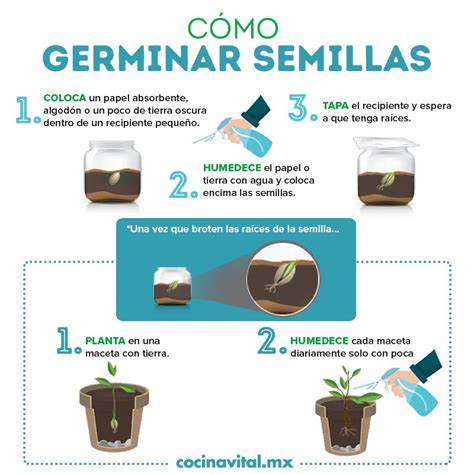 Proceso de germinación de semillas de rocoto
