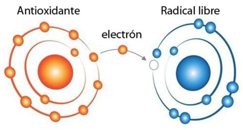 Representación molecular de antioxidantes combatiendo radicales libres
