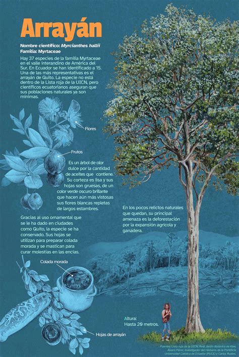 Foto de árbol de arrayán en su hábitat natural, mostrando sus flores o frutos
