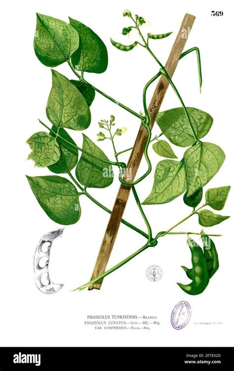 Ilustración botánica de Phaseolus lunatus, mostrando flores, hojas y vainas