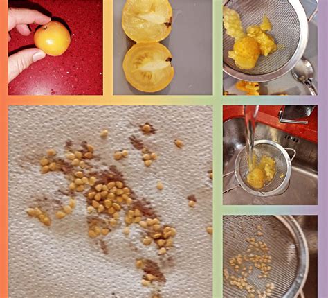 Pulpa de guayaba siendo pasada por un colador para eliminar semillas