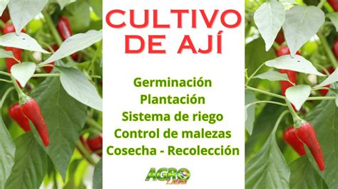 Ilustración de las fases de cultivo del ají cacho de cabra