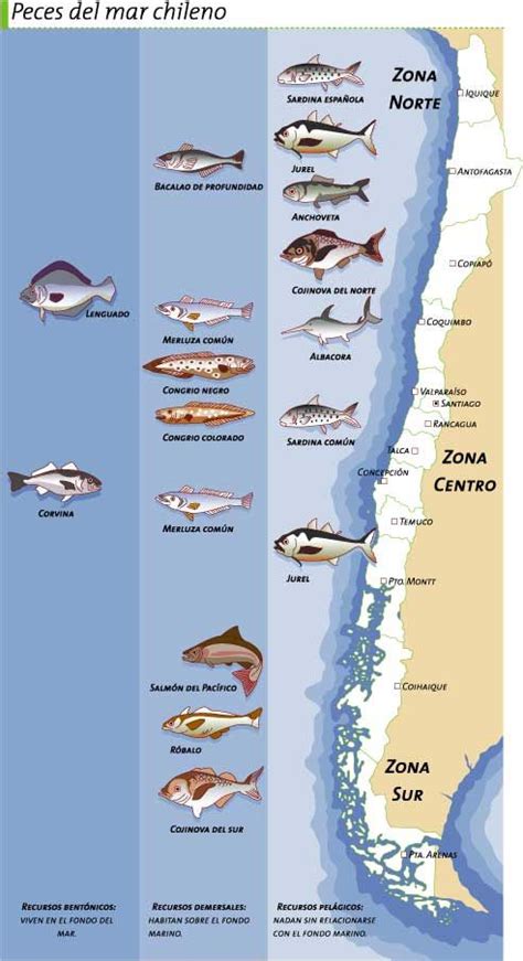 Mapa de la costa chilena con variedad de peces