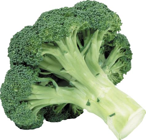 un ramillete de brócoli fresco