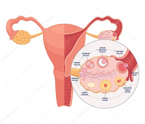 Diagrama del aparato reproductor femenino equino, destacando los ovarios y la fosa de ovulación.