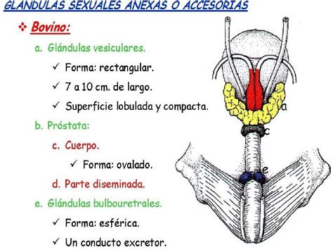 Diagrama del aparato reproductor masculino equino, mostrando los testículos y las glándulas accesorias.