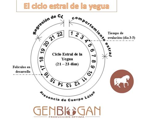 Esquema del ciclo estral de la yegua mostrando los cambios hormonales y el desarrollo folicular/lúteo.