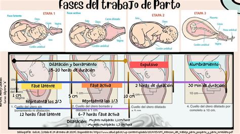 Ilustración de las diferentes fases del parto equino.