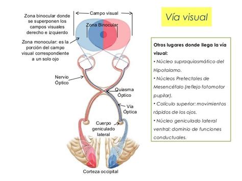 Esquema anatómico de la vía simpática ocular y sus puntos de afectación.