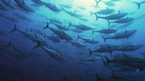 Un banco de jureles nadando en aguas oceánicas