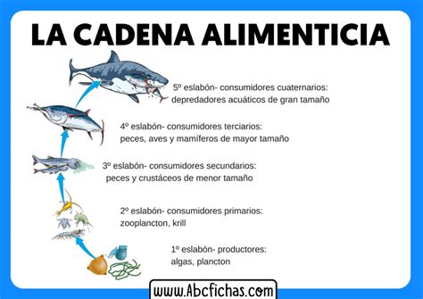 Esquema de la cadena alimentaria marina mostrando al jurel como presa