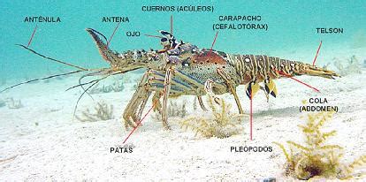 Esquema de las partes de una langosta, mostrando la cola
