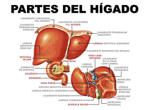 Diagrama mostrando las diferentes partes del hígado y su preparación