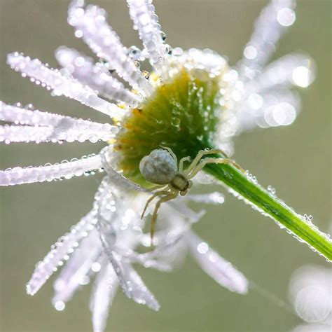 primer plano de araña blanca en hoja de cannabis