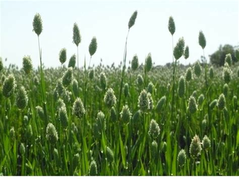 Campo de cultivo de alpiste con semillas maduras