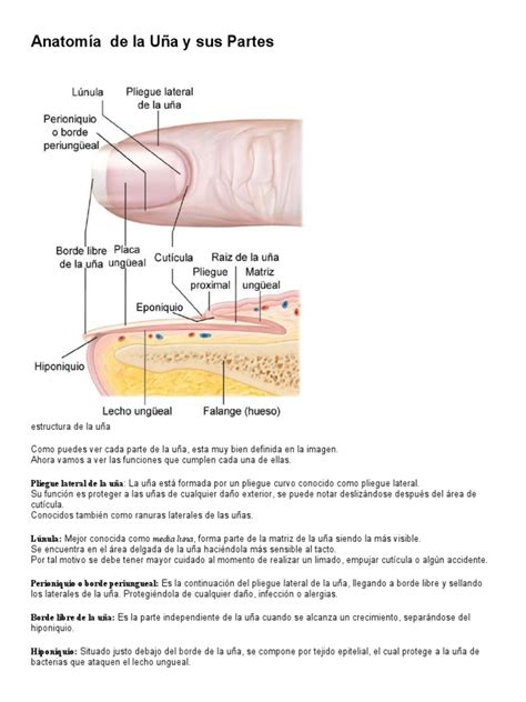 Infografía detallando las diferentes partes anatómicas de la uña.
