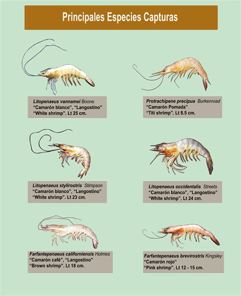 Infografía comparando la dieta de diferentes especies de camarones de río