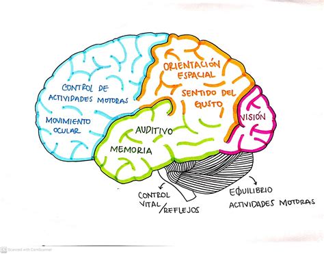 Representación gráfica del cerebro humano con áreas resaltadas que indican funciones cognitivas (memoria, atención, procesamiento).