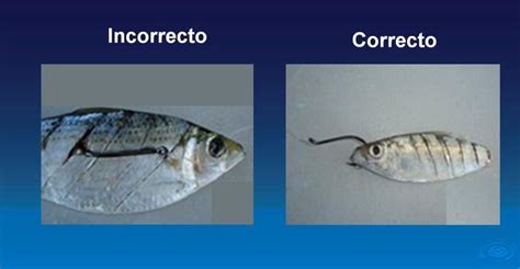 Pescador seleccionando carnadas vivas en un cubo