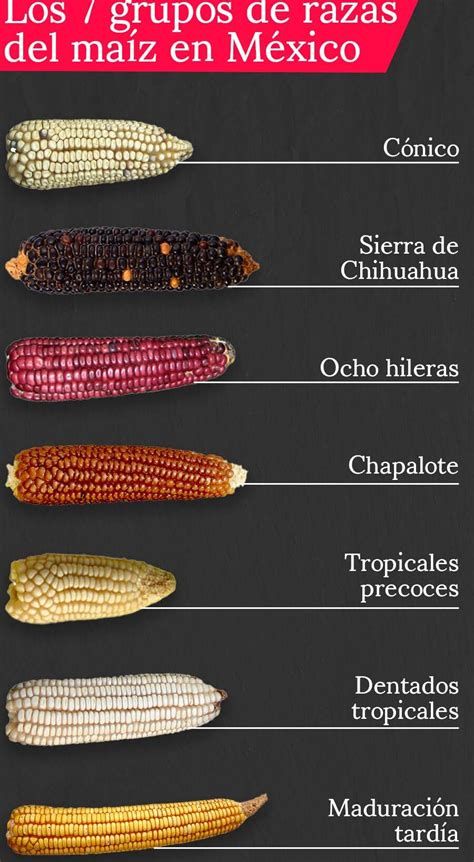 Esquema comparativo de diferentes tipos de maíz o choclo, destacando su apariencia y textura.