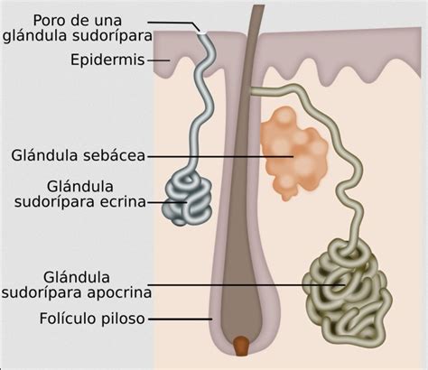 Esquema anatómico mostrando las glándulas ecrinas y apocrinas en la piel humana