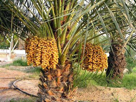 Palmera datilera con dátiles en racimos
