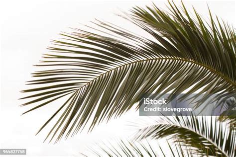 Productos artesanales hechos con hojas de palmera datilera