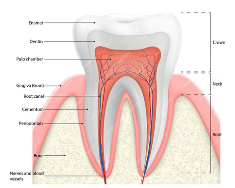 Esquema de la anatomía del diente con esmalte, dentina y pulpa