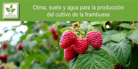 Esquema de las necesidades de suelo y clima para el cultivo de frambuesa