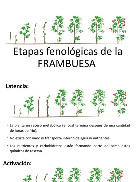 Esquema de un cultivo de frambuesa con raleo