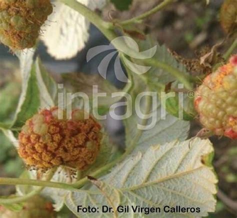 Síntomas de roya en frutos de frambuesa