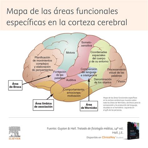 Esquema de las áreas cerebrales afectadas por la enfermedad de Parkinson